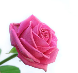 Beautiful pink rose with water drops