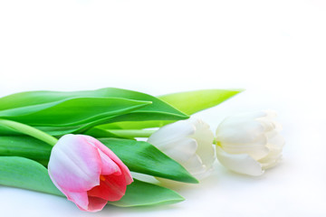 Beautiful soft tulip