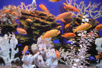 Fototapeta na wymiar Aquarium with bright small fishes and corals