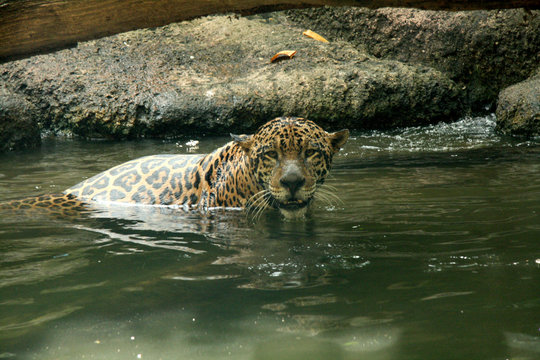 Leopard in Natural Habitat