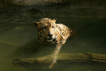 Fototapeta premium Leopard in Natural Habitat