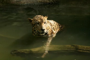 Deurstickers Leopard in Natural Habitat © Sam D'Cruz