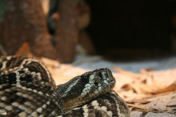Python - Singapore Zoo, Singapore