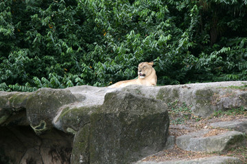 Fototapeta premium Tiger - Singapore Zoo, Singapore