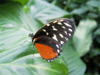 Fototapeta na wymiar Schmetterling 1ß