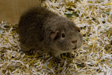 guinea pig