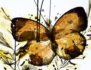 grungy background of butterfly and dried flowers - 6491076