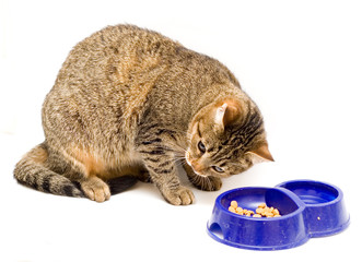Cat near a dish