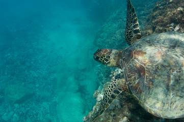Obraz na płótnie Canvas swimming sea turtle