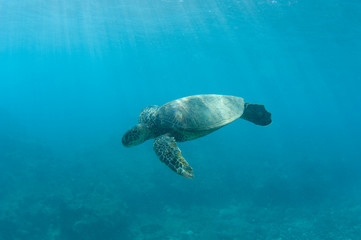giant sea turtle