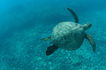 Obraz premium swimming sea turtle