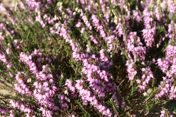Obraz premium A garden is planted in the summertime
