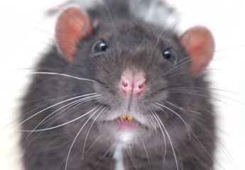 curiously rat
