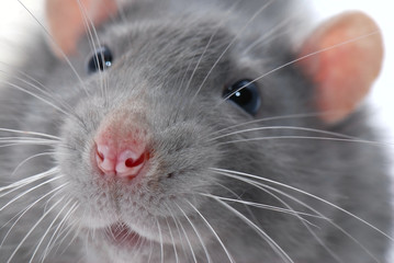 rat's face