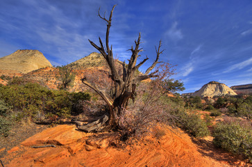 Dead Juniper tree