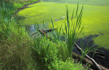  green algues on surface of a pond