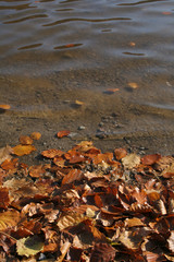 autumn leaves