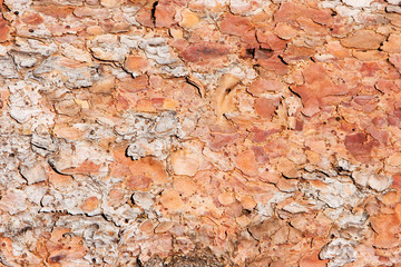 Natural wood texture background closeup
