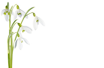 Spring snowdrop flowers corner set isolated on white