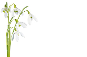 Obraz premium Spring snowdrop flowers corner set isolated on white
