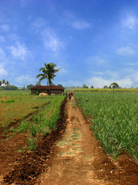 Farmhouse Path