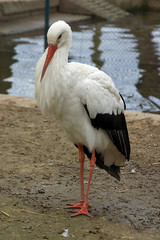 Stork