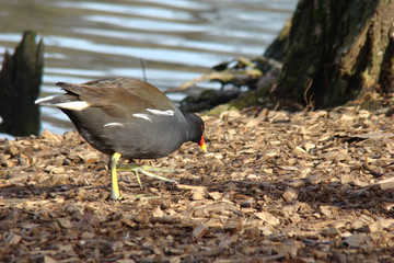                                Poule d'eau,Aisne