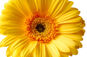 yellow gerbera close up