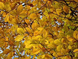                                Feuilles de charme,Aisne,picardie