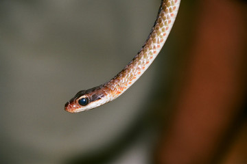 serpent