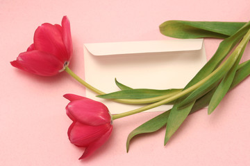 Two red tulips and envelope on a pink background