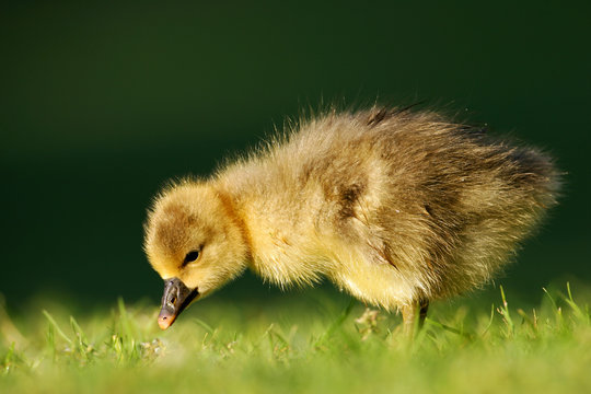 Goose Cygnet