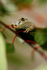 Western Green Tree Frog