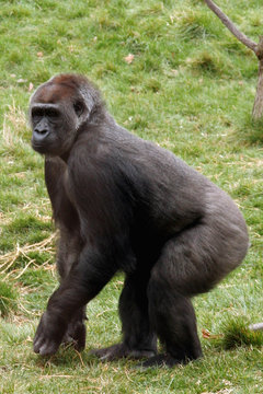 Gorille femelle