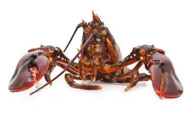 lobster