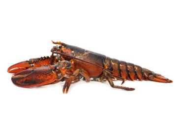 Crédence de cuisine en verre imprimé Crustacés lobster