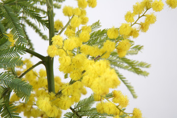 Mimose_8