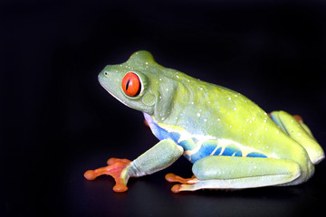 frog closeup on black