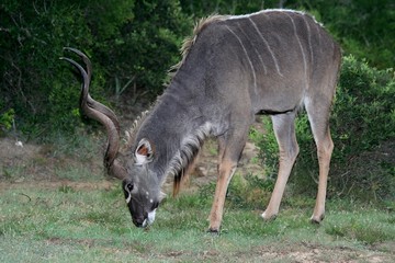 Kudu Bull Eating