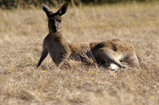 kangaroo hill