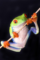 Naklejka premium frog closeup on black