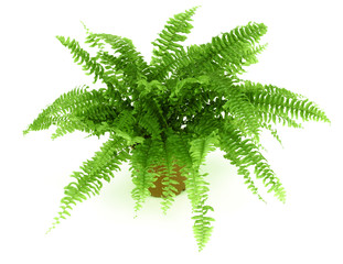 Fern in a pot isolated on white - 6503880