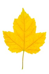 yellow maple leaf