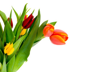 Colorful Easter tulips