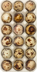 Fototapeta premium quail eggs in box