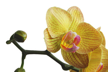 The rare yellow beautiful orchid