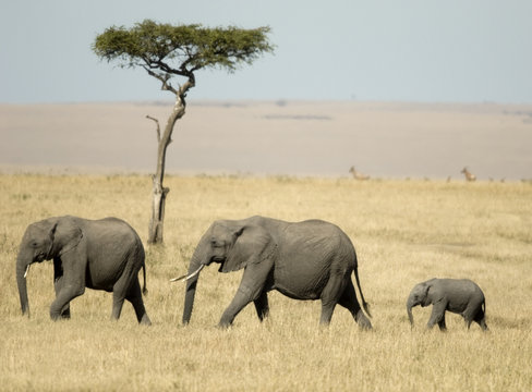 Fototapeta African Elephant Masai mara Kenya