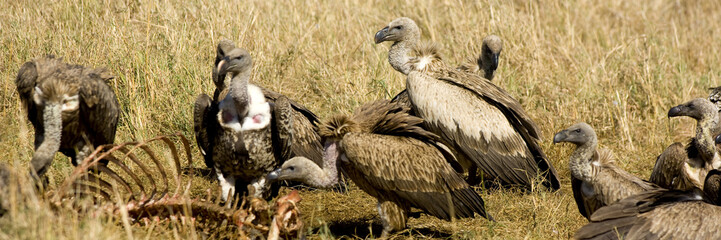  vulture at Masai mara Kenya