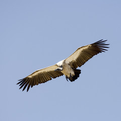 vulture at Masai mara Kenyav