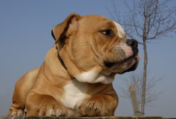 english bulldog